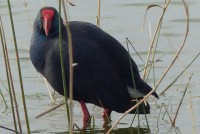 Parque Natural El Hondo - Ruta Zona Oeste